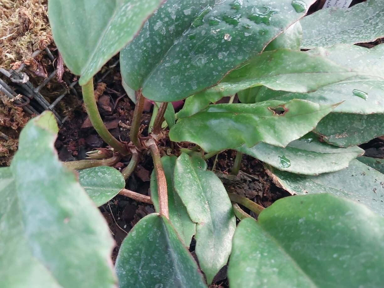 Begonia squamulosa other
