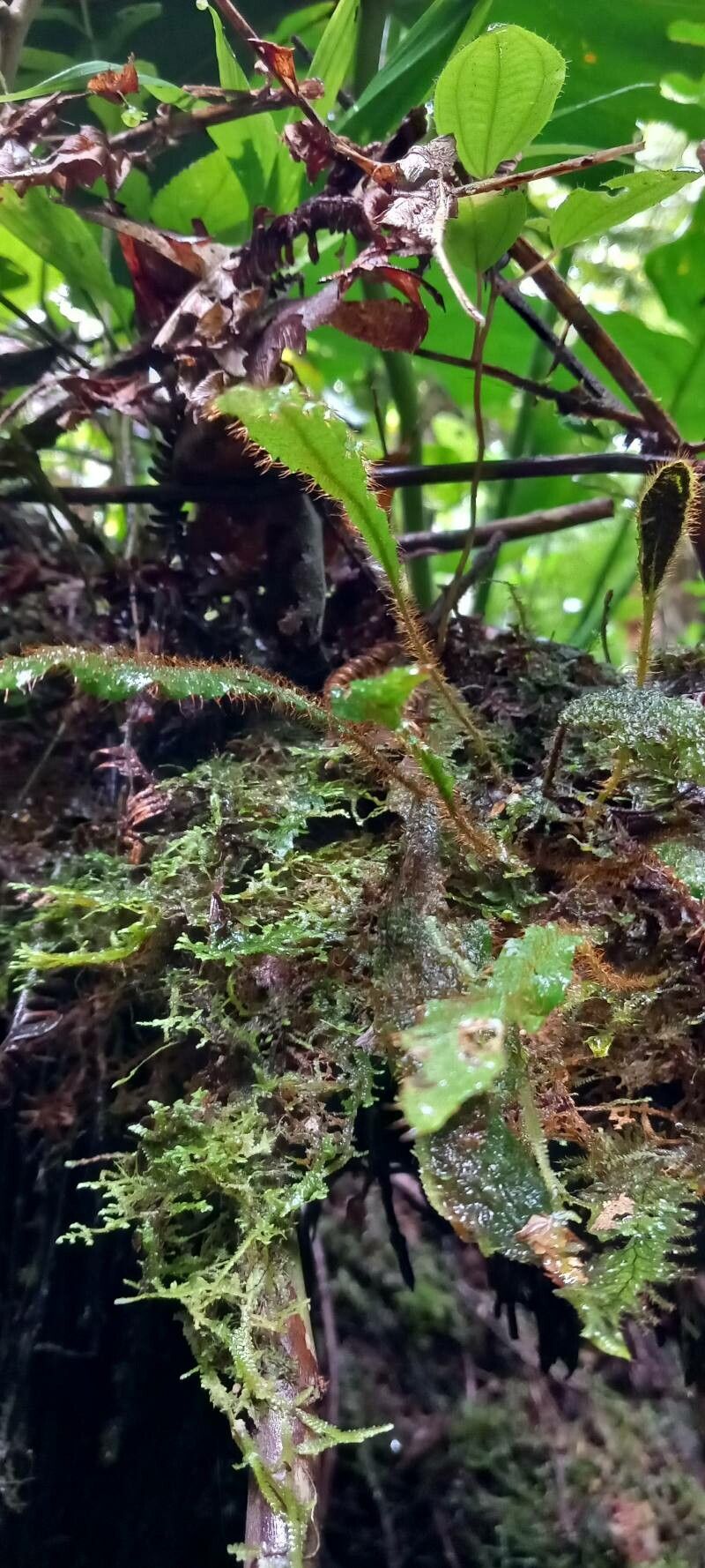 Elaphoglossum plumieri — houseplant care guide