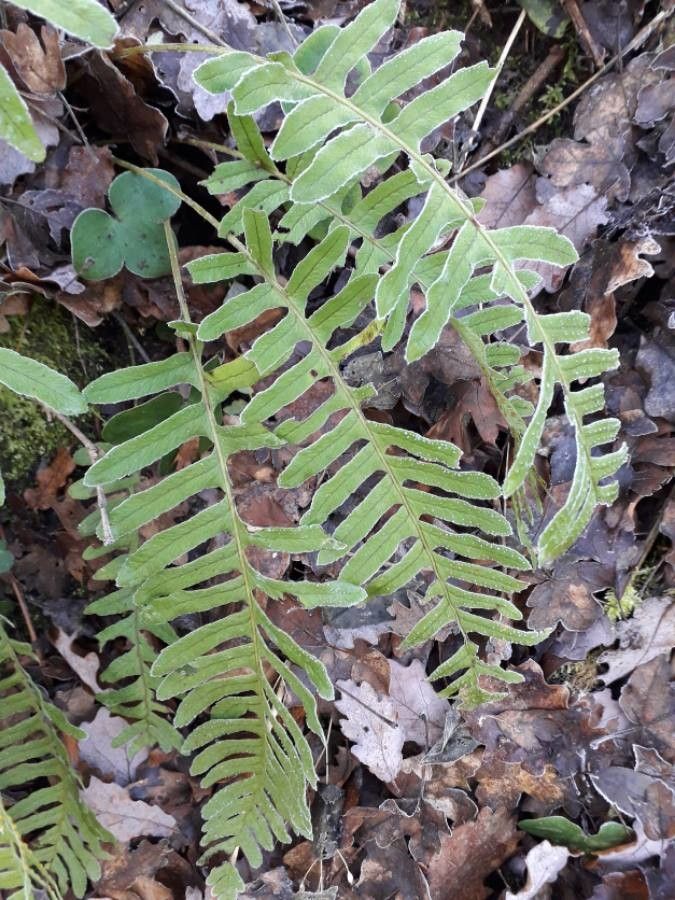 Polypodium cambricum — search result for 'Polypodiaceae'