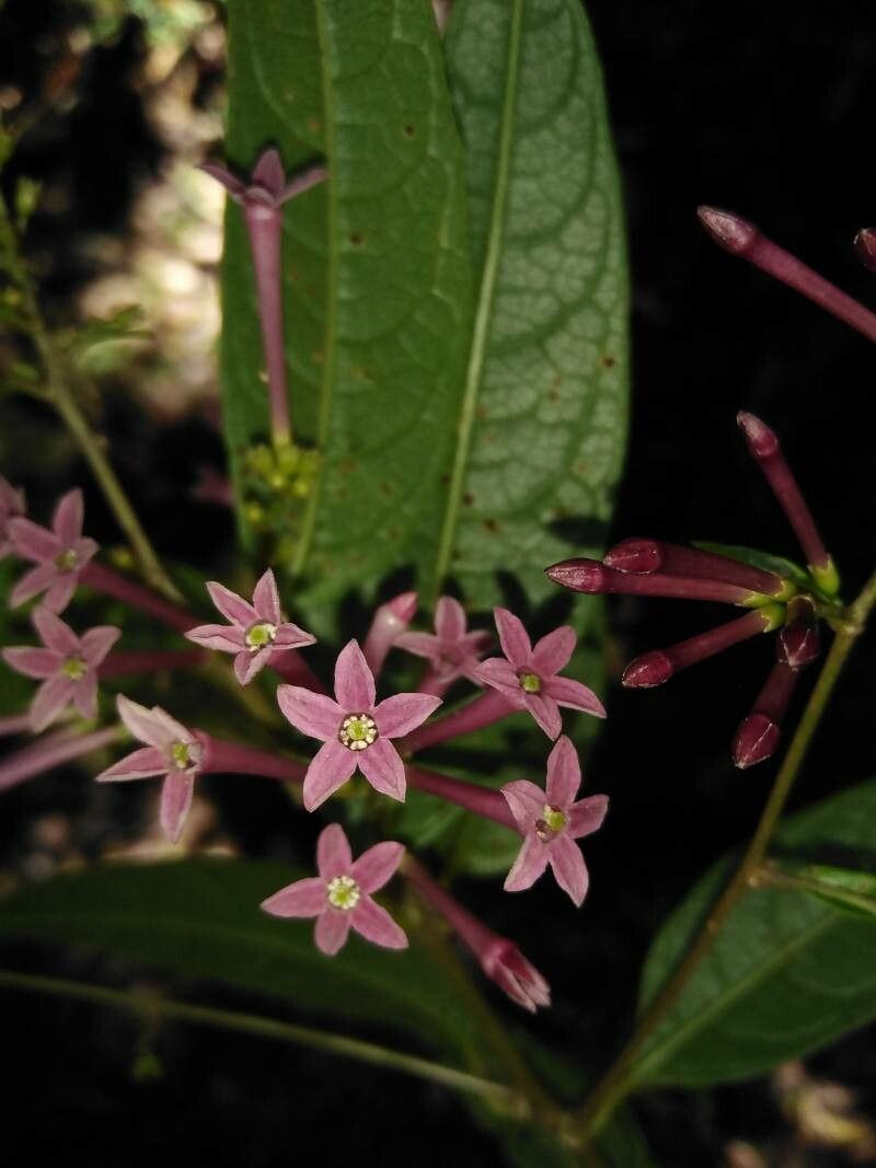 Cestrum poasanum flower