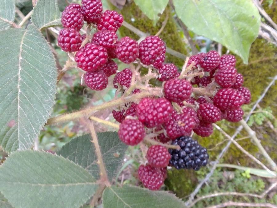 Rubus pyramidalis fruit