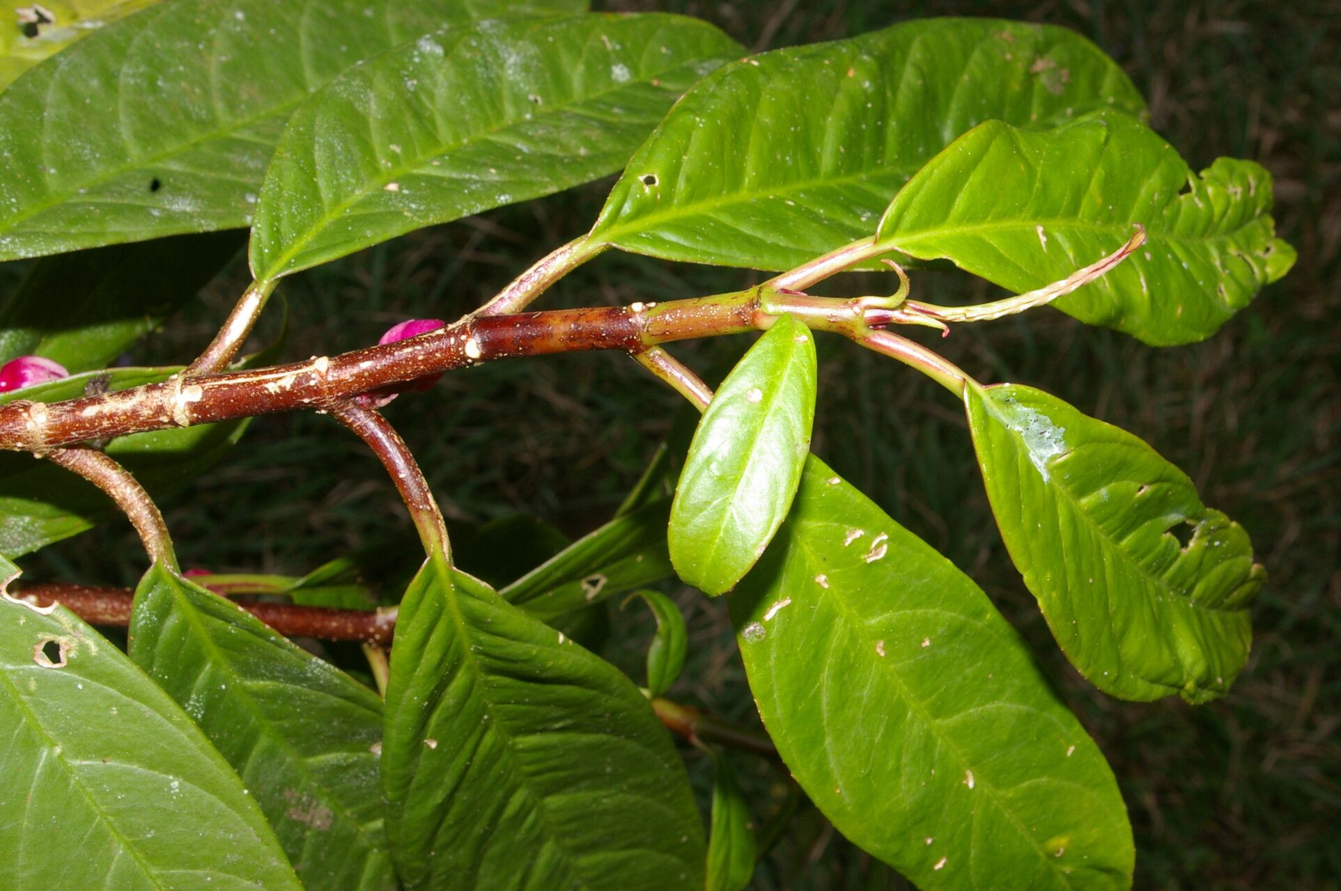 Drymonia stenophylla — houseplant care guide