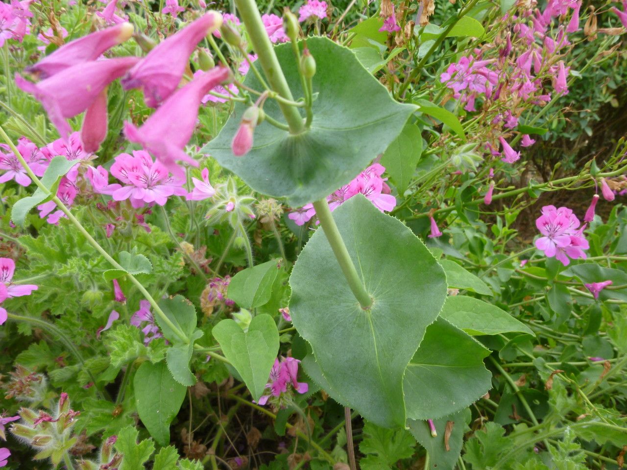 Penstemon clevelandii flower