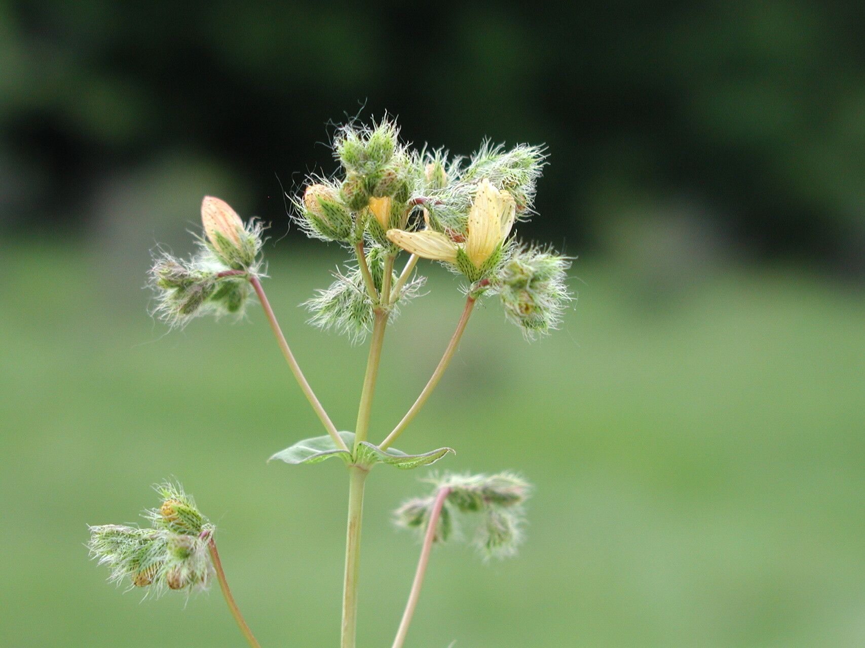 Hypericum barbatum flower