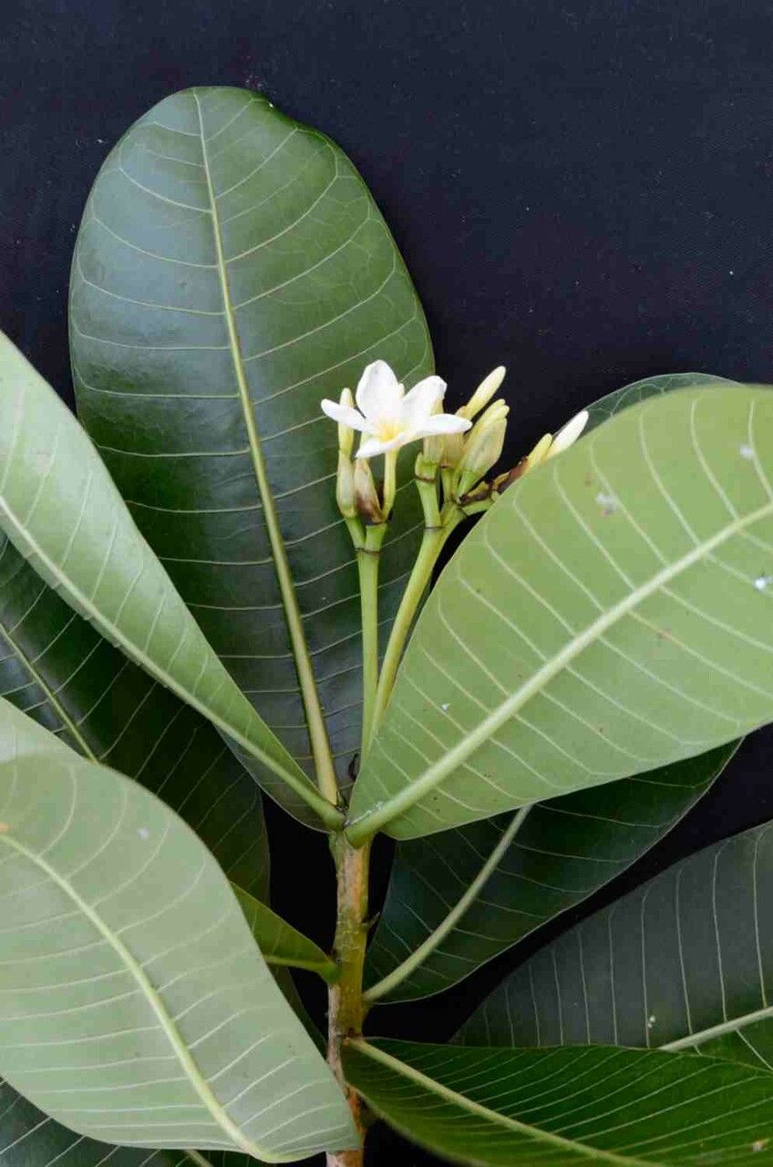 Himatanthus obovatus — search result for 'Guyana'