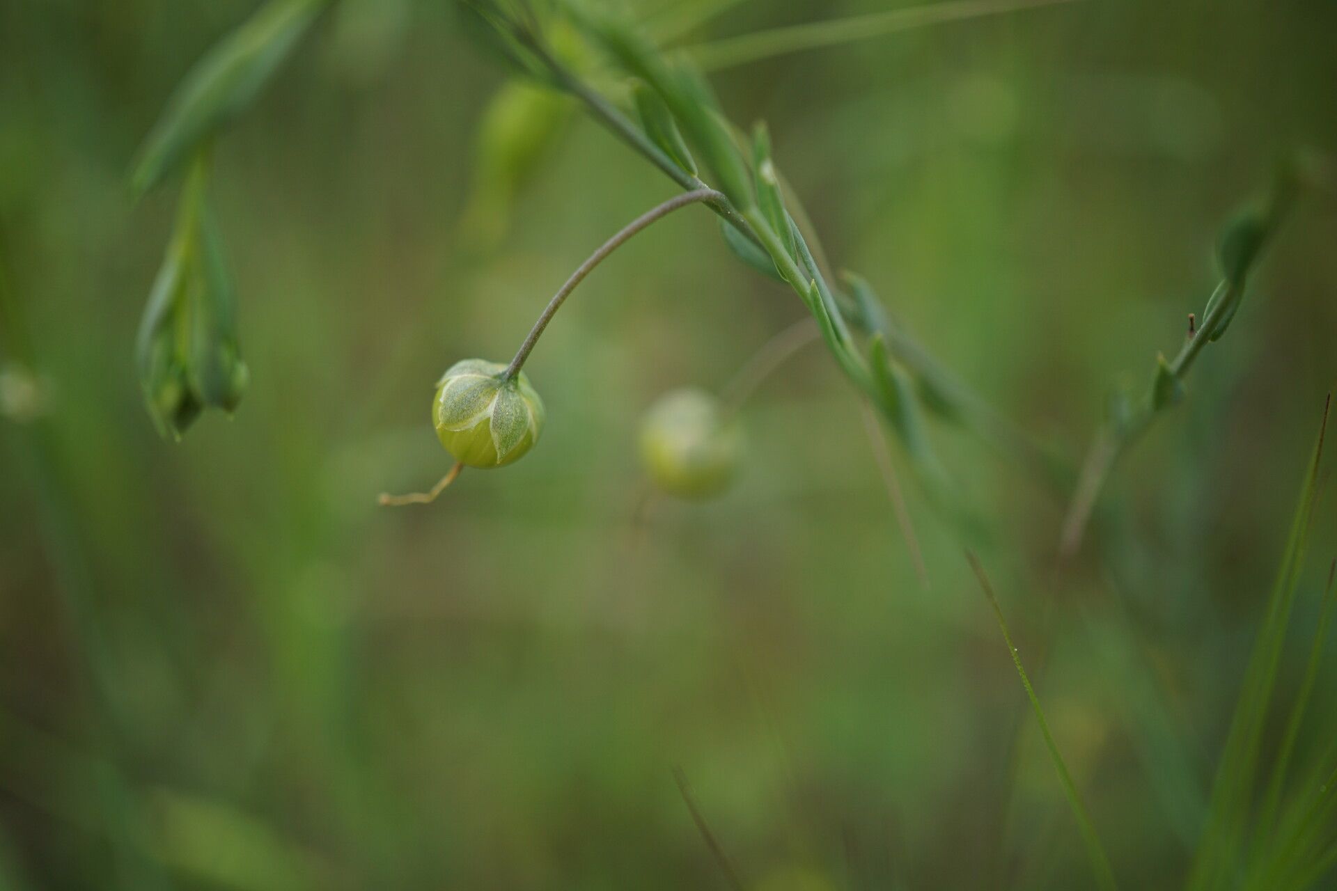 Linum austriacum fruit