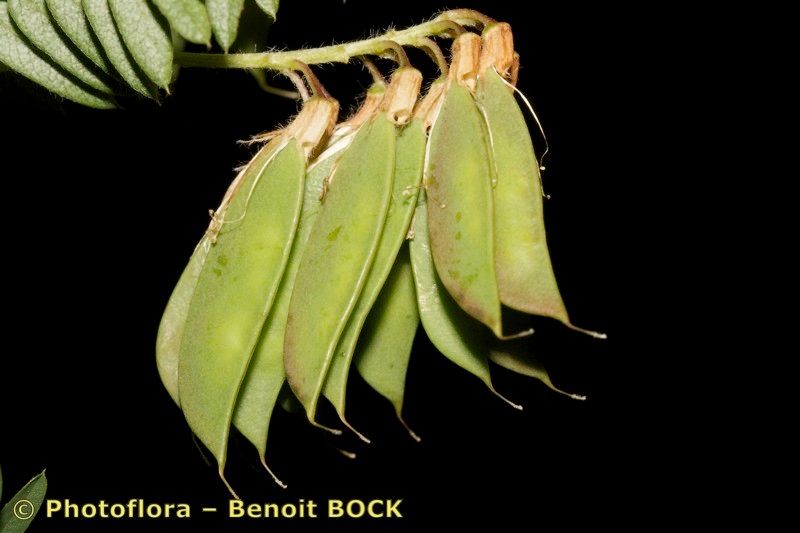 Vicia orobus fruit