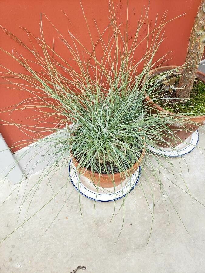 Calibanus hookeri habit