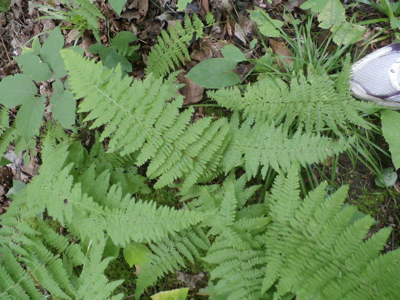 Cystopteris bulbifera habit
