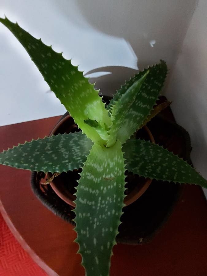 Aloe grandidentata bark