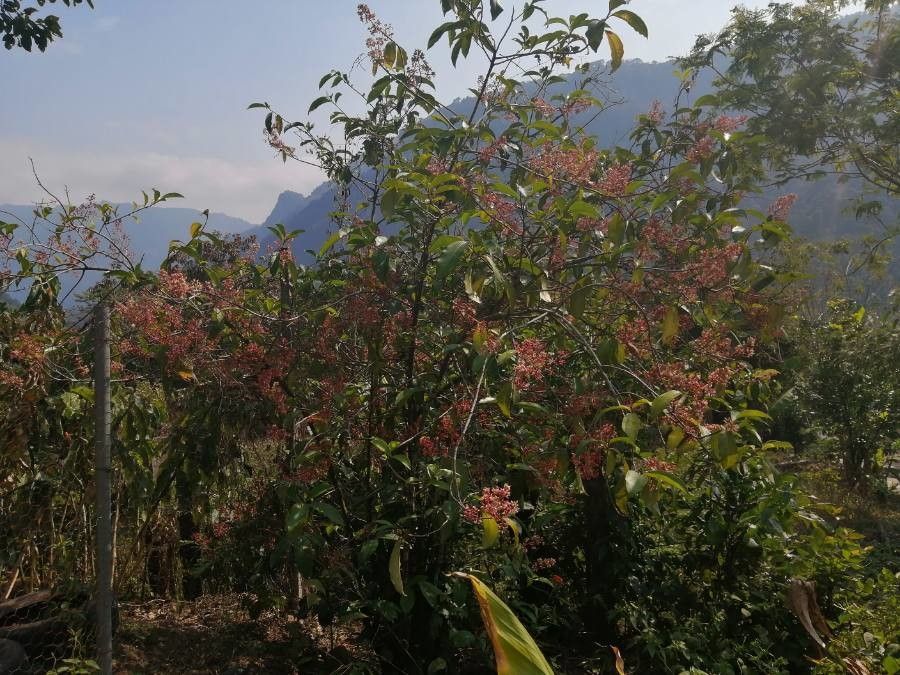 Prunus salicifolia flower
