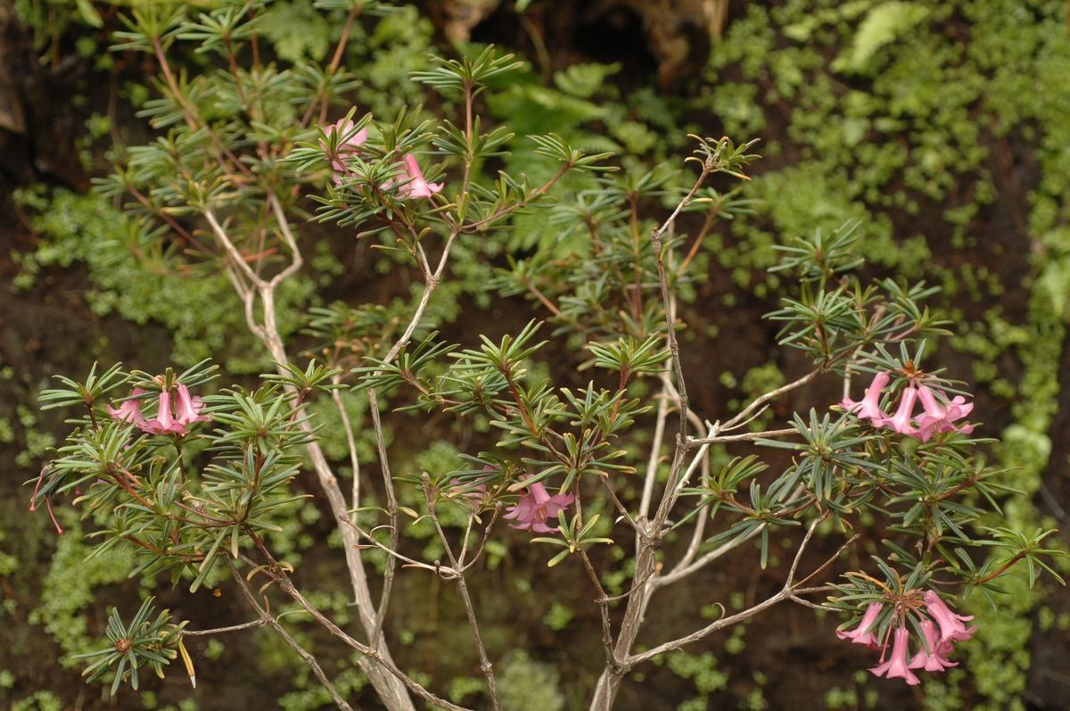 Rhododendron abietifolium habit