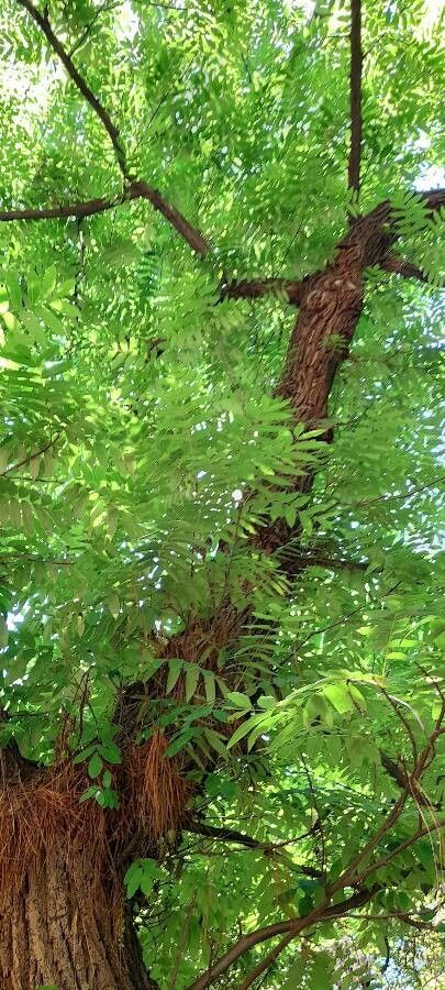 Pterocarya pterocarpa habit