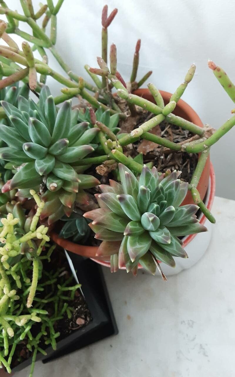 Pachyphytum compactum bark