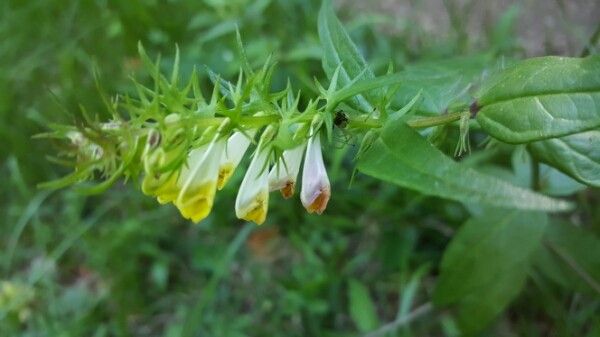 Melampyrum sylvaticum flower
