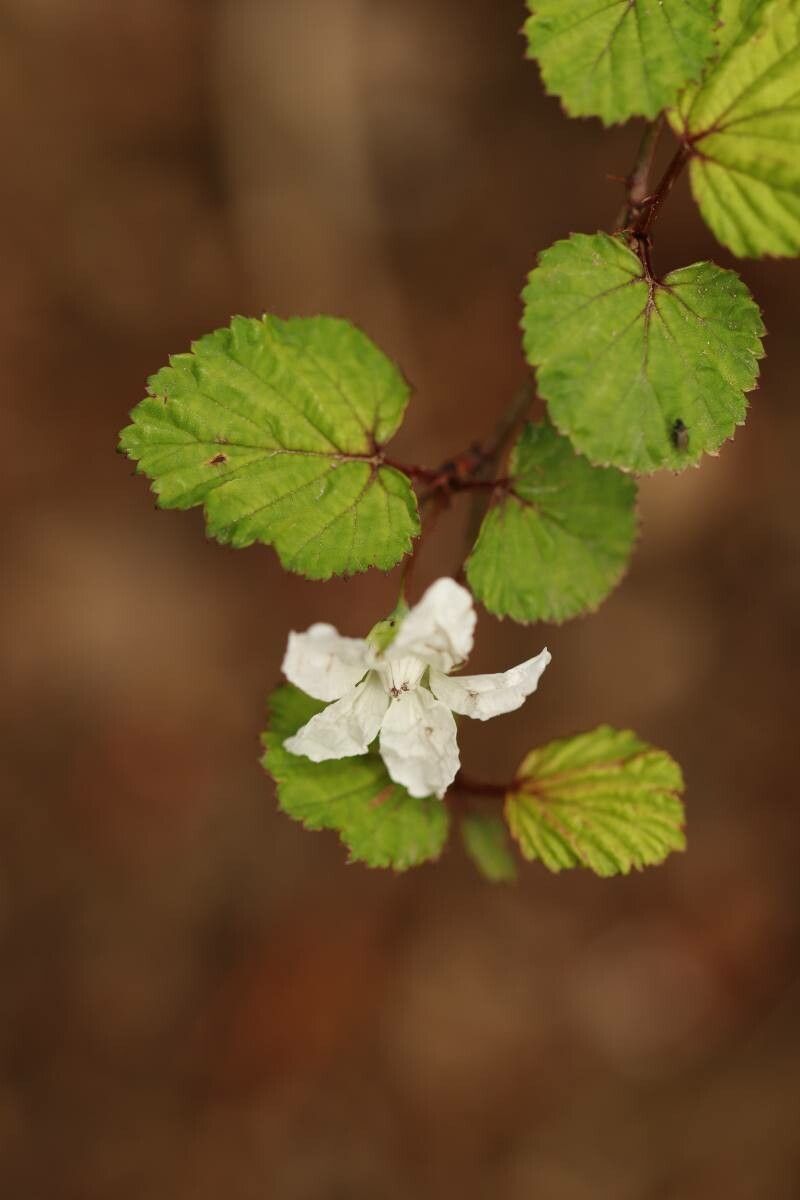 Rubus microphyllus — houseplant care guide