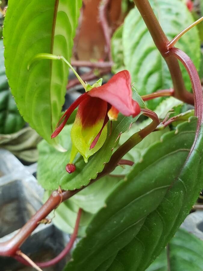 Impatiens hians flower