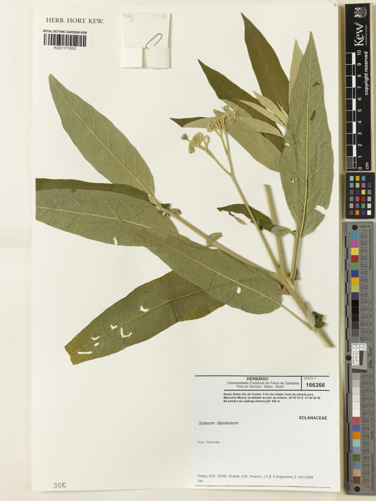 Solanum stipulaceum — houseplant care guide