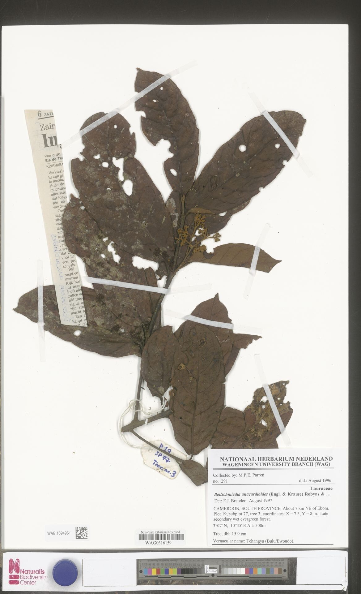 Beilschmiedia anacardioides — related species from the same genus