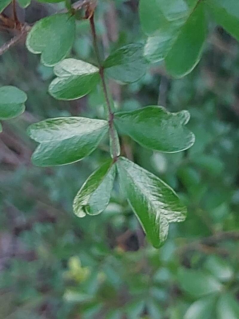 Doratoxylon chouxii leaf