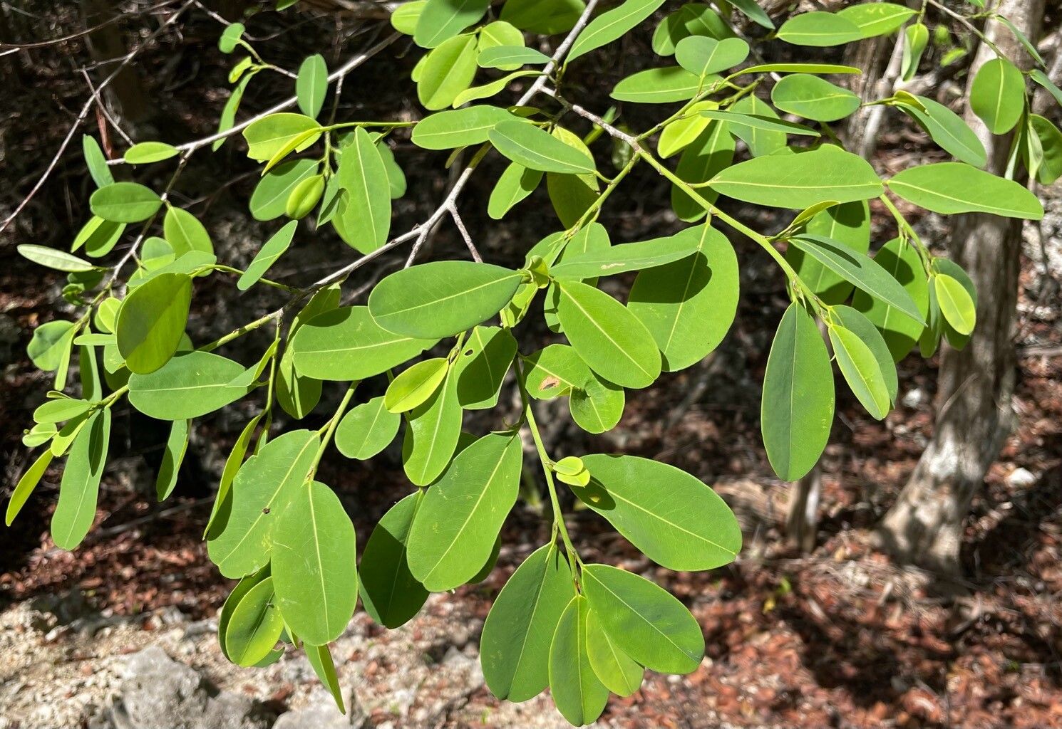 Erythroxylum confusum — houseplant care guide