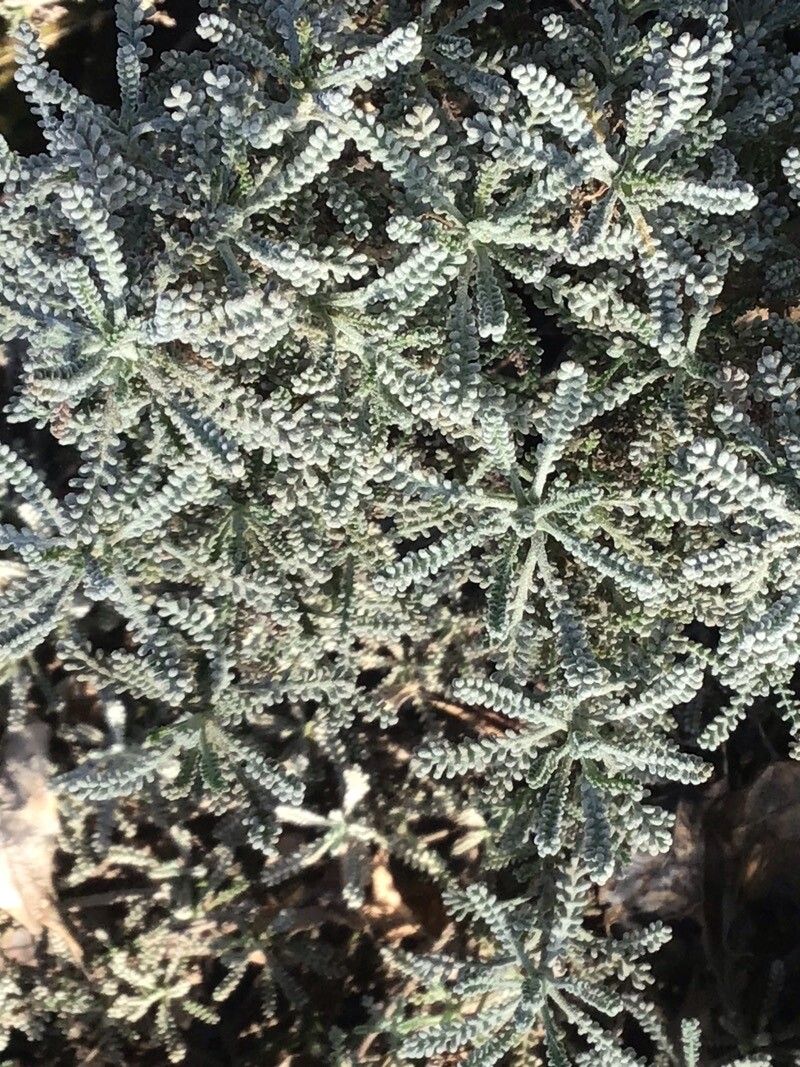 Santolina etrusca leaf
