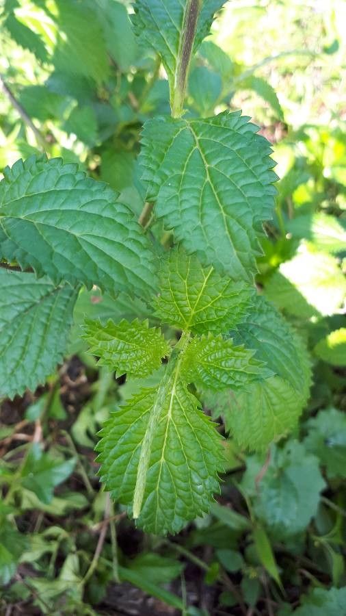 Stachytarpheta indica — search result for 'Jamaica'