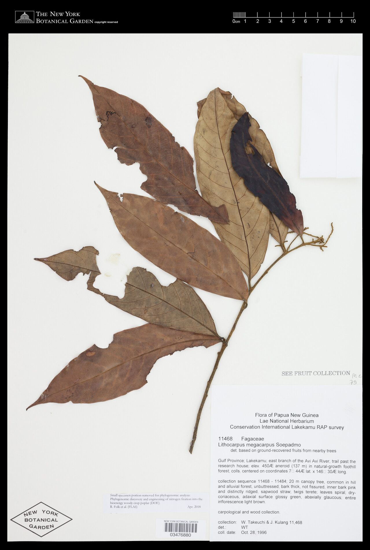 Lithocarpus megacarpus — houseplant care guide