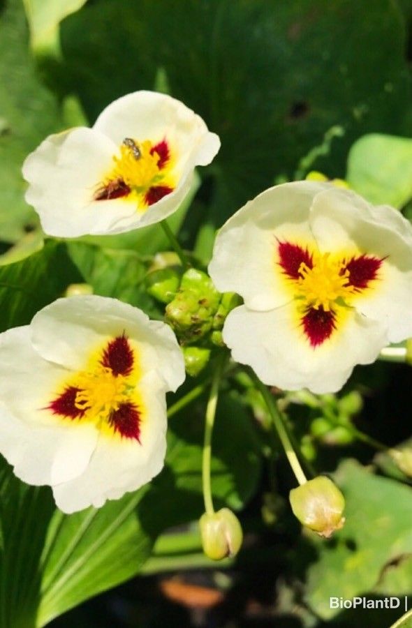 Sagittaria montevidensis flower
