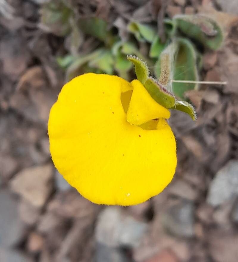 Calceolaria brunellifolia — houseplant care guide
