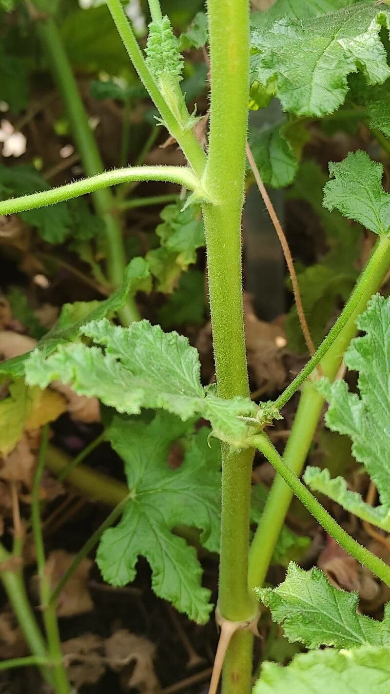 Pelargonium quercifolium bark