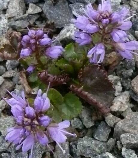 Veronica missurica — houseplant care guide