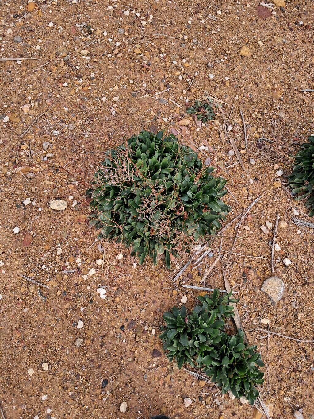 Limonium ramosissimum — search result for 'Limonium'