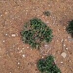 Limonium ramosissimum