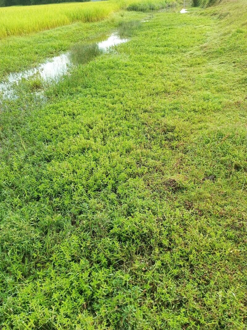 Limnophila aromatica — search result for 'Vietnam'