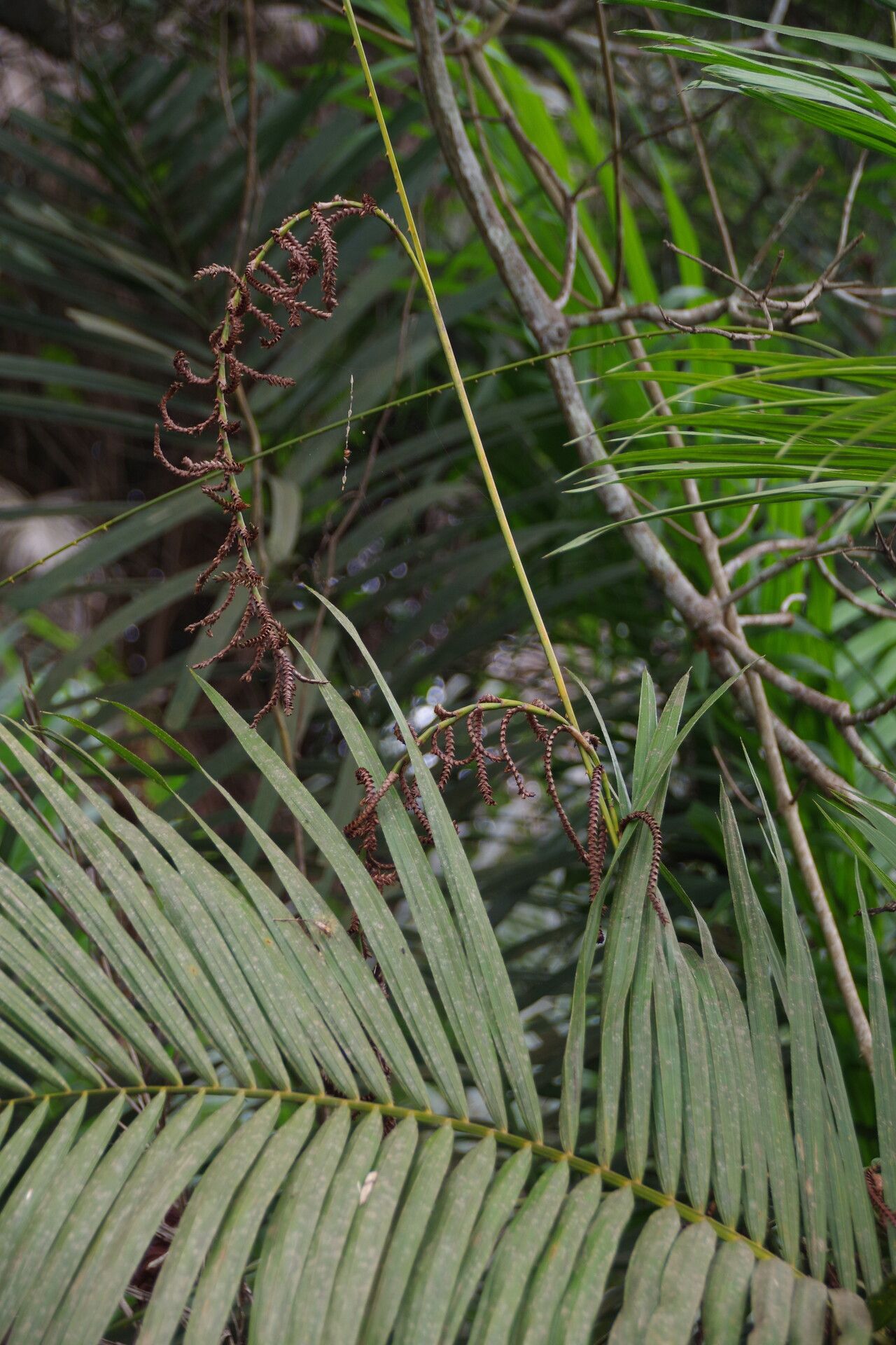 Calamus deerratus — search result for 'Senegal'