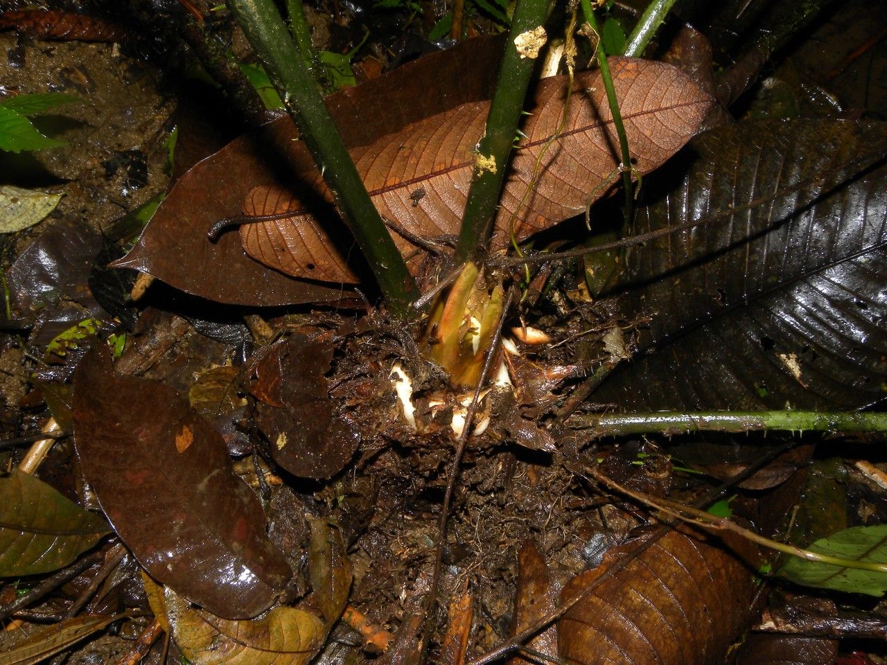 Zamia neurophyllidia bark