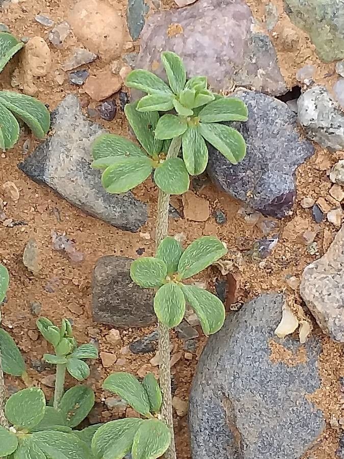 Lotus glinoides leaf