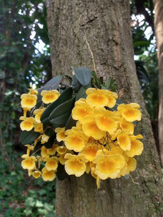Dendrobium lindleyi flower