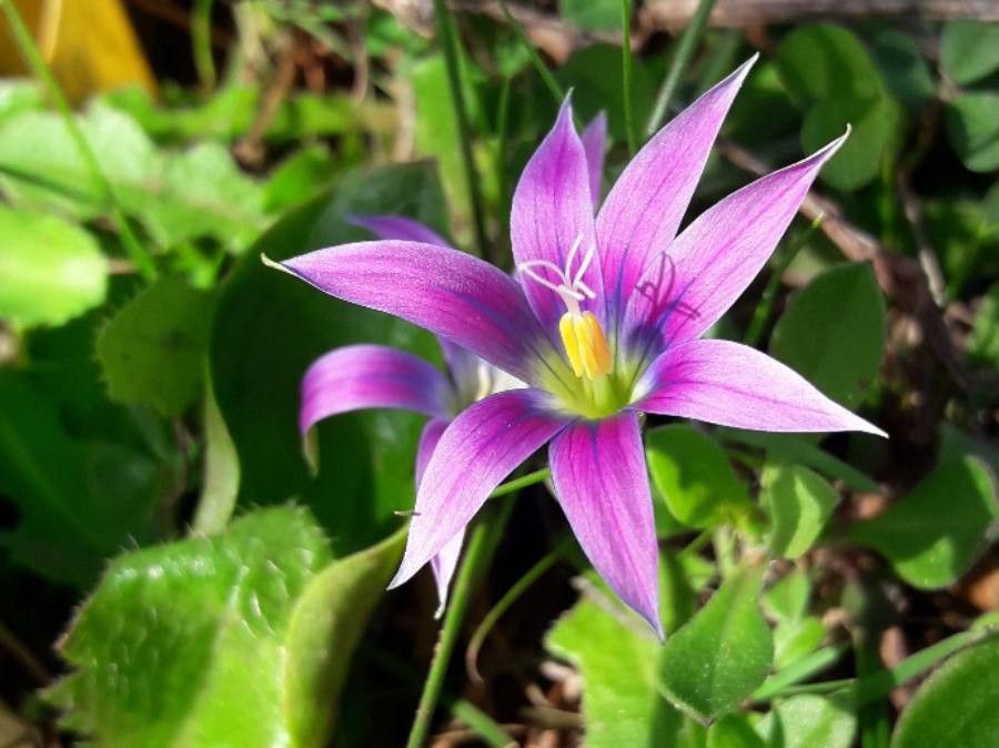 Romulea bulbocodium flower