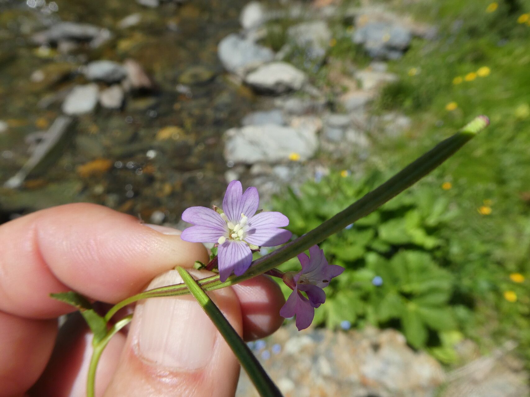 Epilobium alsinifolium fruit