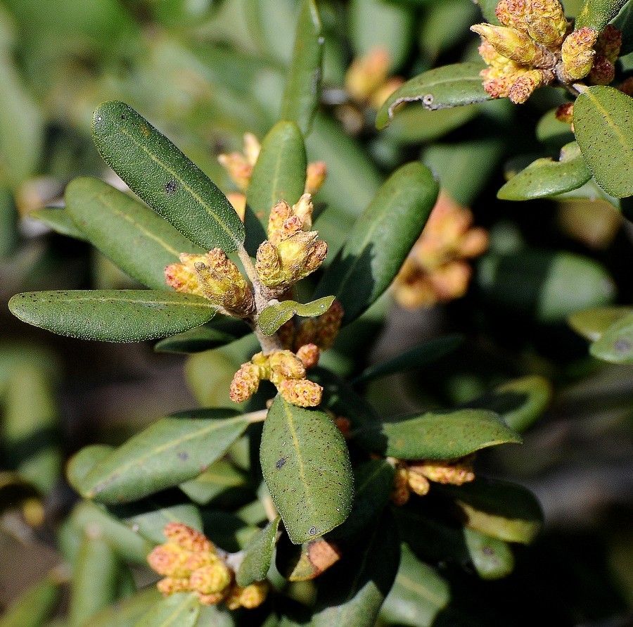 Quercus durata fruit