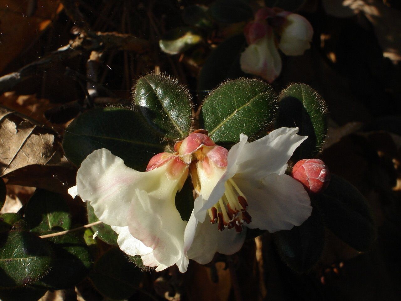 Rhododendron leucaspis leaf