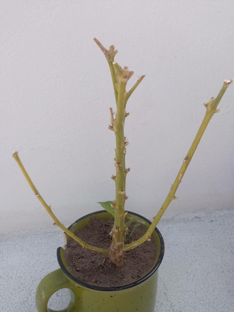 Selenicereus hamatus bark