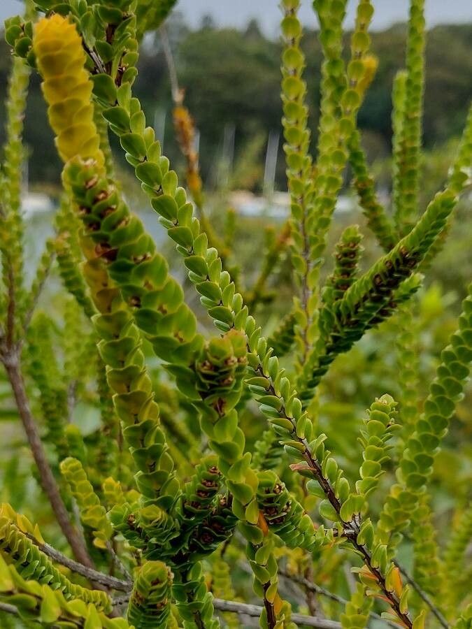 Baeckea imbricata leaf