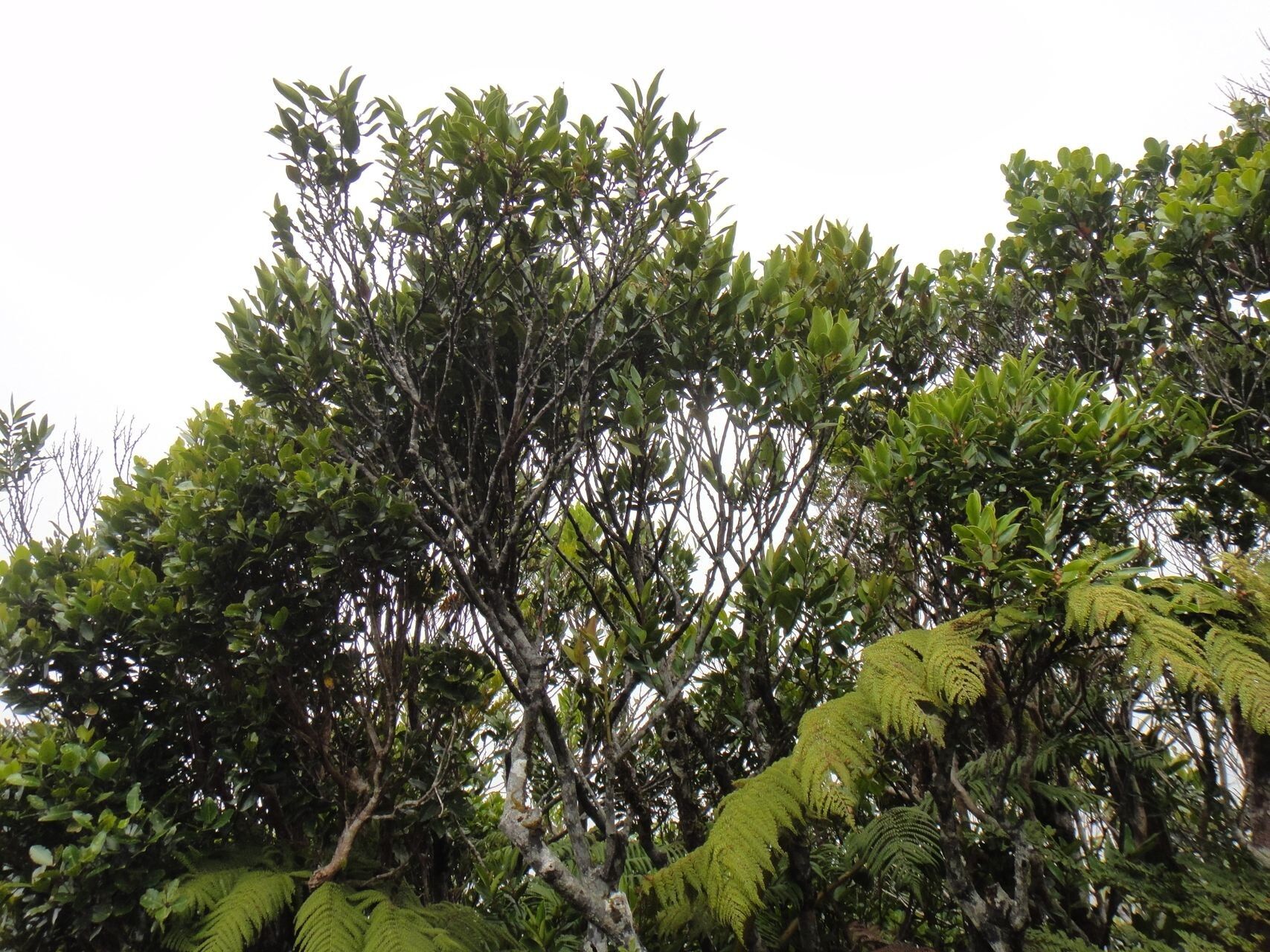 Diospyros oubatchensis habit