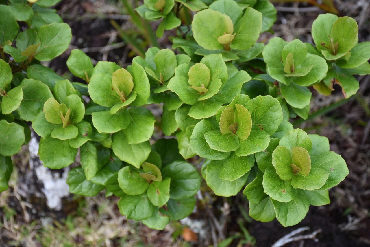 Croton grangerioides leaf