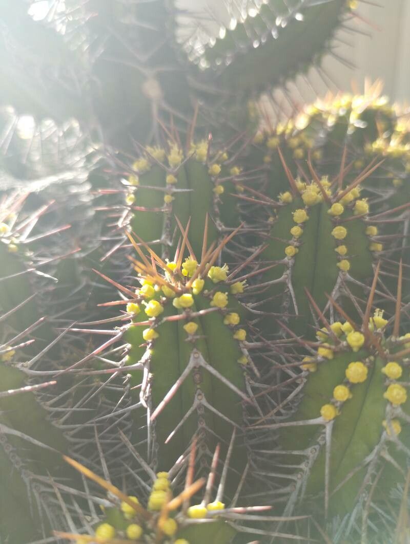 Euphorbia handiensis flower