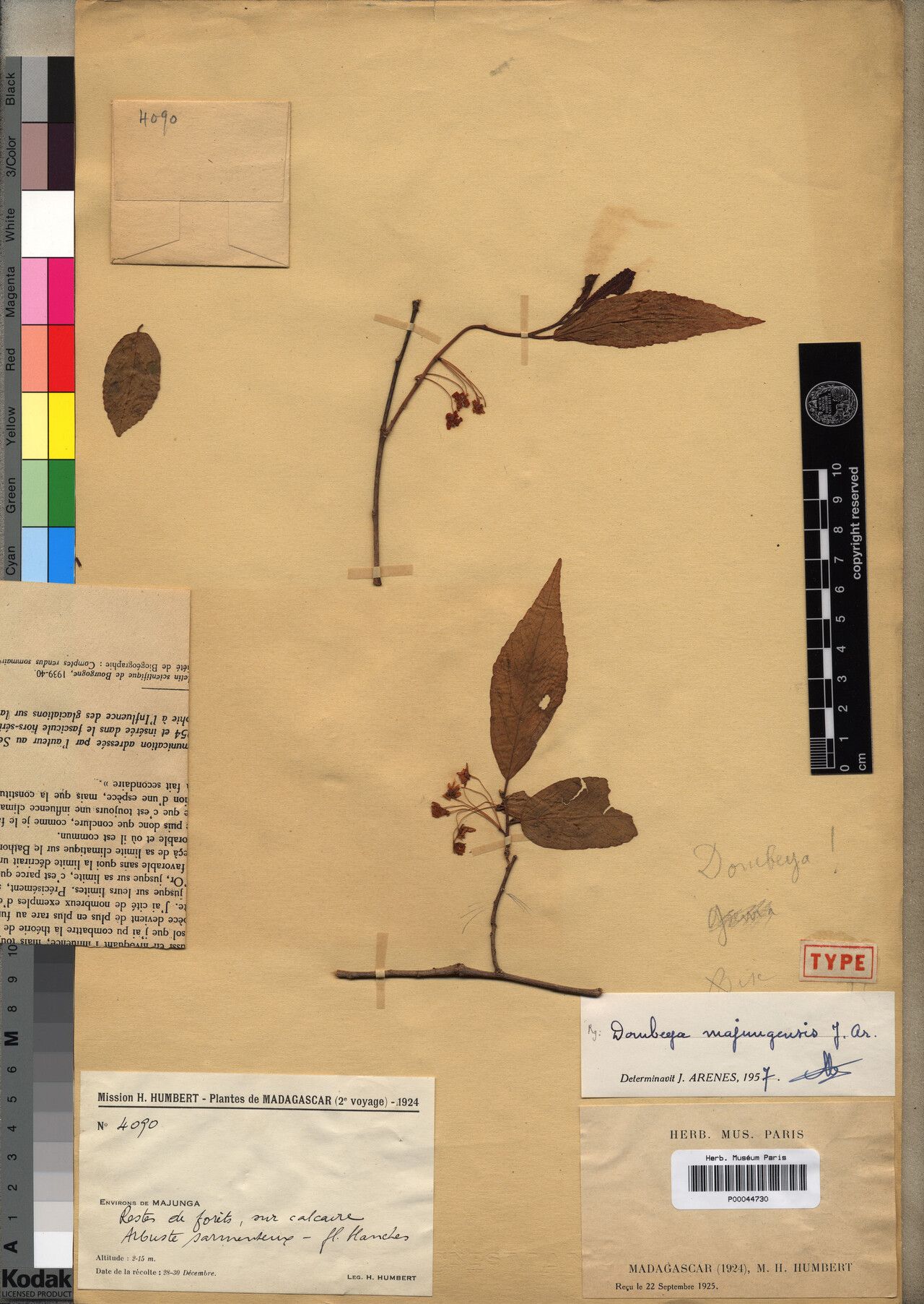 Dombeya tubulosoviscosa — houseplant care guide