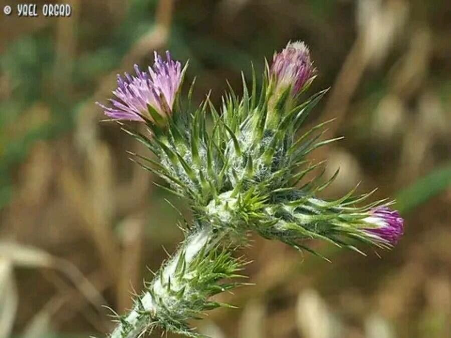 Carduus argentatus flower